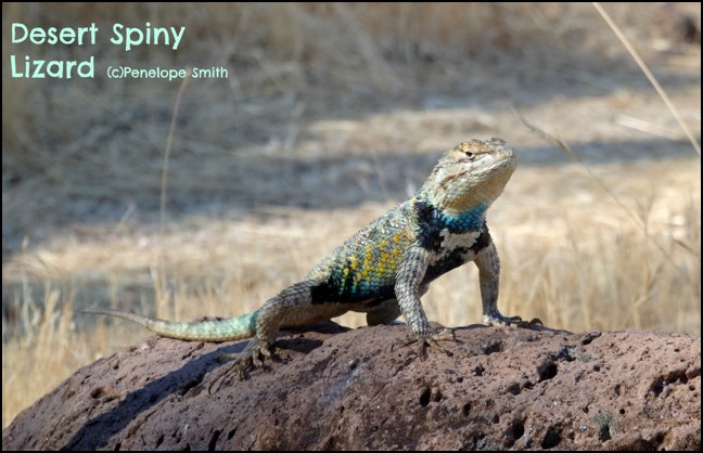 Desert spiny lizard on rock
